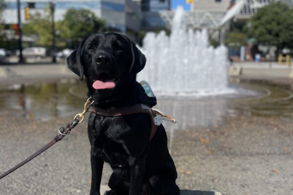 Newton, a black yellow Labrador, sits on a cement block in front of a large water fountain with the city scape of Downtown Portland in the background. The sky is bright blue. He is wearing his harness along with his teal shoes on his harness body. His tongue is hanging out.