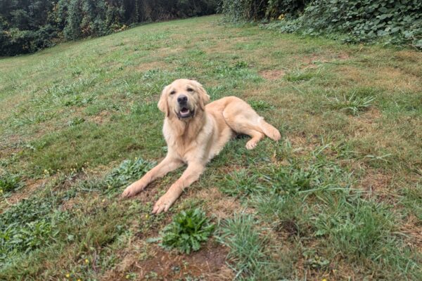 Neil is laying down in a big grassy field with his mouth open and tongue out.