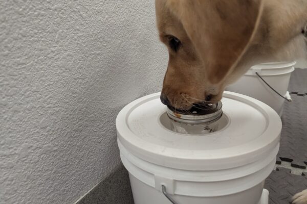 Close up profile of Pandora with her nose pressed to an aluminum scent container on top of a white bucket.