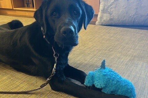 Rambler is laying on a grey rug looking at the camera, holding a soft blue toy between his front legs. Behind him are wooden shelves and drawers.