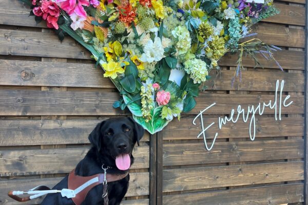 Roxette sits in harness and stares directly into the camera with her tongue hanging out. In the background is a colorful, floral heart with the word "LOVE" written in white lettering. Off to the side is the word "Emeryville" written in cursive.