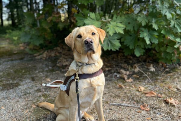 Yellow lab, Samir, sits at the entrance to a trail. He is looking proudly into the camera while wearing his harness. Various green foliage is behind him.