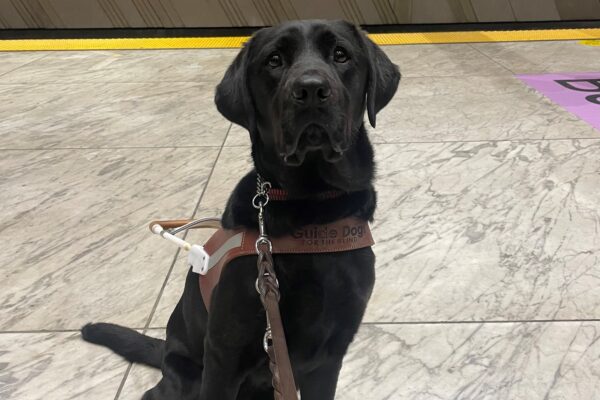 Sunday is sitting in her guide dog harness wearing green booties on her back paws. She’s in an underground train station with white marbled floors, with the tracks behind her.