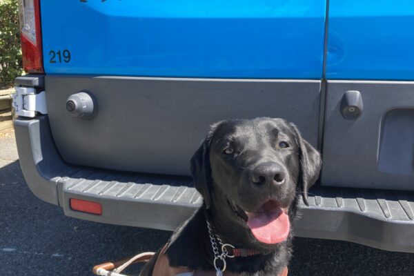 Tamarind sits in harness in front of a blue training van that reads "Guide Dogs for the Blind" in black letters above her head. Her tongue is hanging out as she looks into the camera.