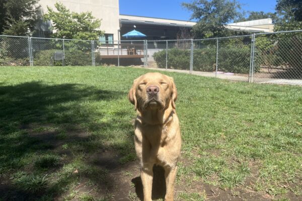 Vonda is standing in a grassy field in one of the play yards on campus. She is facing the camera with her eyes squinted shut.