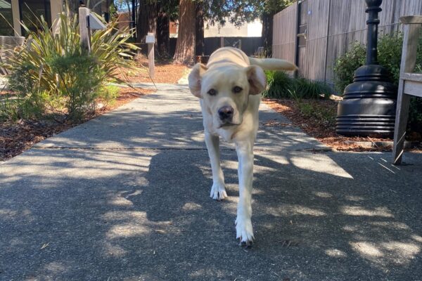 Wilson is frolicking towards the camera. His ears and flapping in the wind. There is a redwood tree and dappled sunlight in the background.