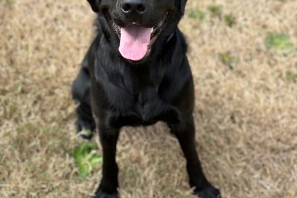 June sits in a grassy field, smiling at the camera. Her ears are perked and her pink tongue is out.