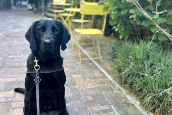 Nils sits in harness on a brick patio. There are yellow cafe tables behind him and walls of green ivy.