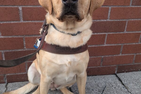 Kiko sits in her harness in front of a brick wall looking at the camera. She has a serious look on her face.