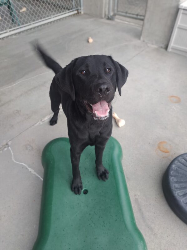 Black lab (Milagro) standing on a green play structure with a big smile on his face.