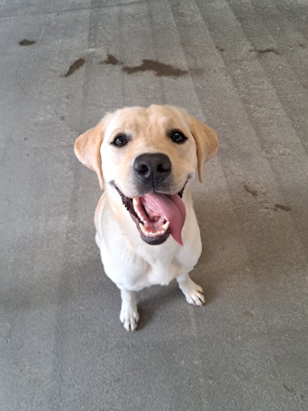 Yellow lab (Jean) sitting on concrete with her tongue out to the side.