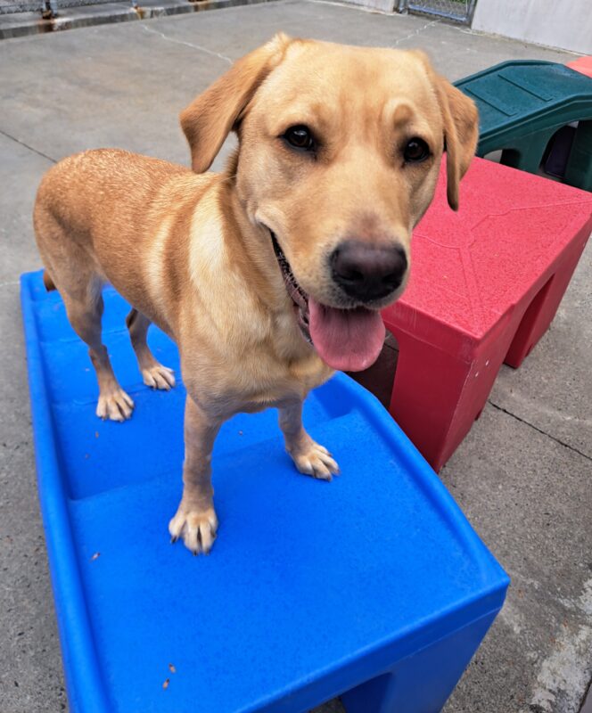 Yellow lab (Pebble) standing on a blue play structure with a smile on her face.