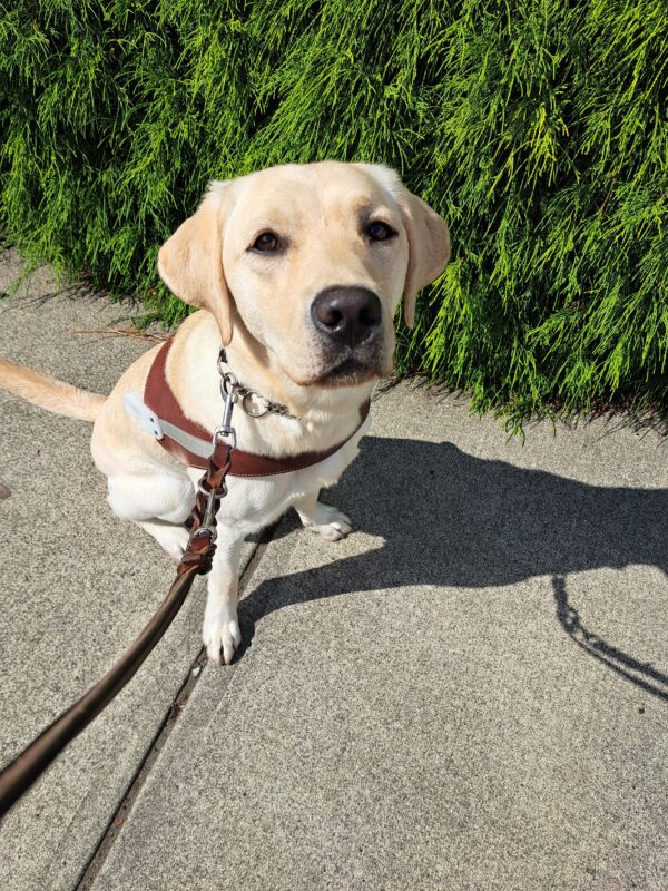 Yellow lab (Jean) sitting in harness in front of green bushes and trees.