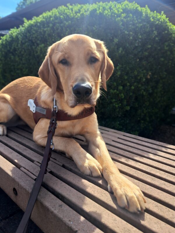 Yellow cross (Swayze) lying down in harness in front of green bushes.