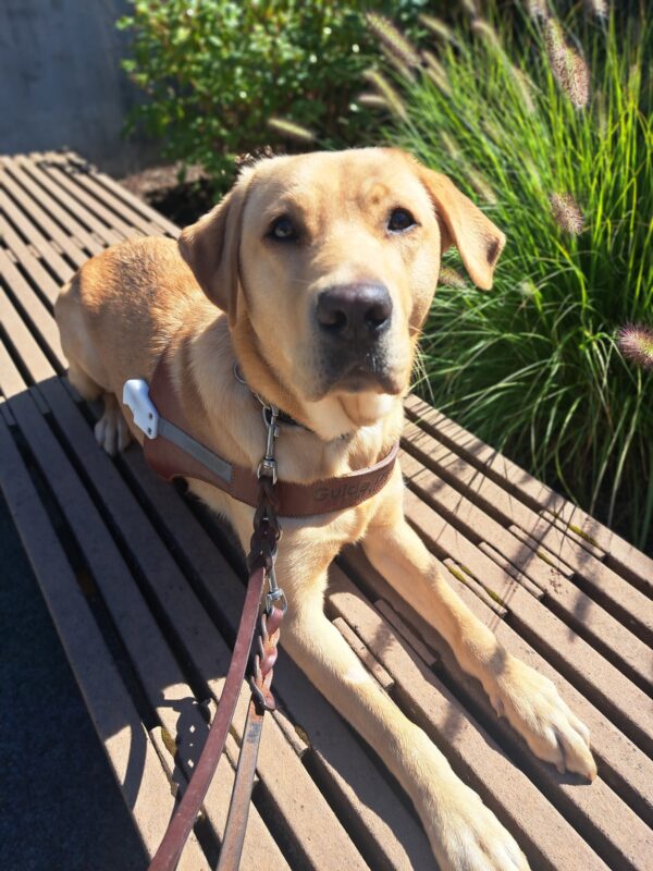 Yellow lab (Pebble) lying down in harness on a bench in front green bushes.