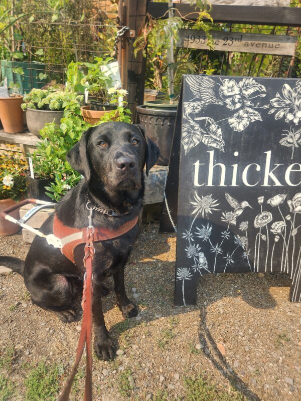 Freddy sits, in harness, beside a black board that reads