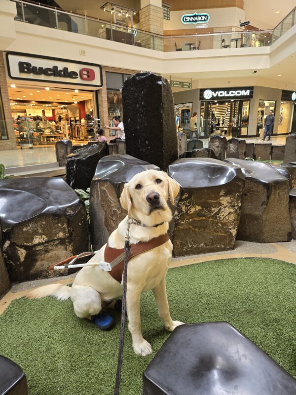 Janey is in Clackamas Town Center. She's sitting on fake grass in front of a water feature. She's looking at the camera while wearing her harness and back booties.