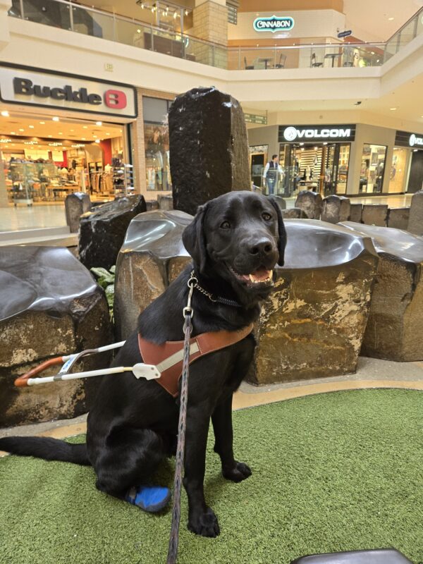 Gunther is in Clackamas Town Center. He's sitting on fake grass in front of a water feature. He's looking at the camera while wearing his harness and back booties.