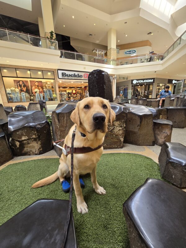 Clay is in Clackamas Town Center. He's sitting on fake grass in front of a water feature. He's looking at the camera while wearing his harness and back booties.