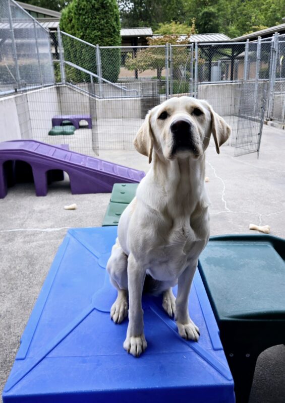 Janey is in Community Run on the Oregon Campus. She's sitting on playground equipment, looking at the camera.