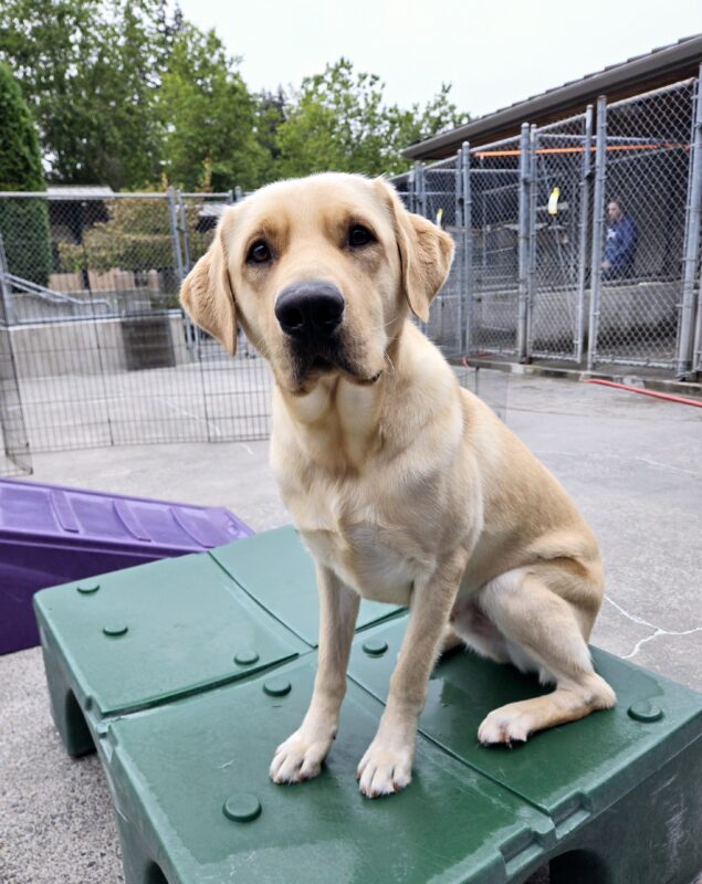 Clay is in Community Run on the Oregon Campus. He's sitting on playground equipment, looking at the camera.