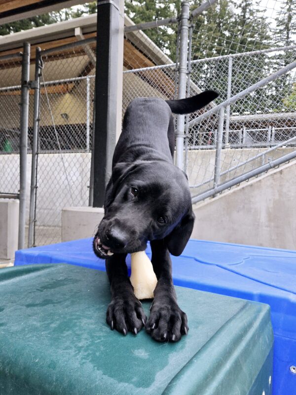 Gunter is in Community Run on the Oregon Campus. He's chewing a bone while on some playground equipment.