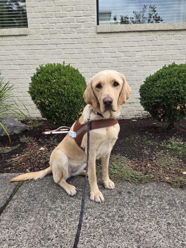 Vindy is in Gresham, OR. She is sitting, looking at the camera and wearing her harness.