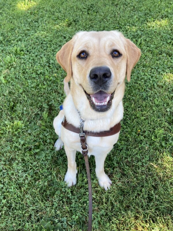 Dottie is sitting in the grass, looking up at the camera with her mouth open in a smile. She is wearing a guide dog harness.