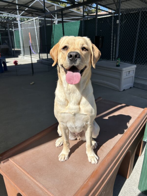 Dottie is sitting on a brown play structure in the community run yard. Her tongue is hanging out and she is looking at the camera.