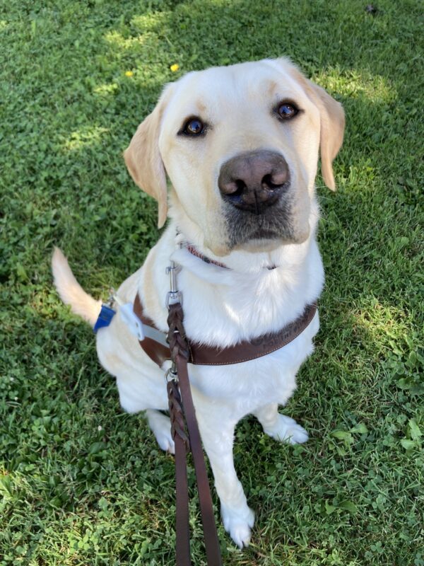 Redwood is sitting in the grass wearing a guide dog harness and looking up at the camera.