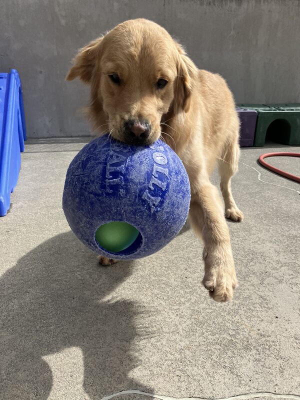 Golden Retriever Lego is playing in the play yard while holding a blue Jolly Ball in his mouth. One of his front legs is lifted off the ground, as the sun casts his shadow on the ground next to him.
