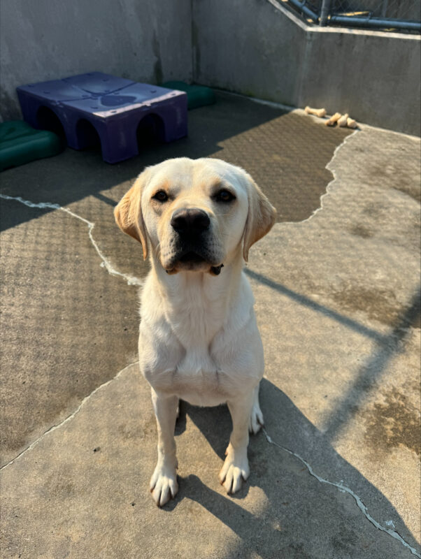 <p>Andor sits in the concrete play yard, looking up at the camera and waiting patiently for a treat.</p>