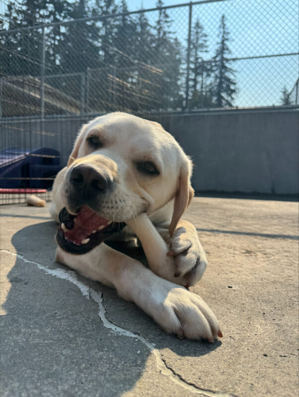 <p>Andor relaxes while laying down, chewing on a nylabone.</p>