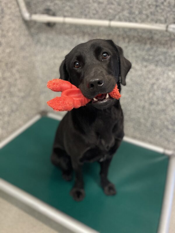 Emmylou, a female black lab, sits on a dark green platform bed in her kennel on our Oregon campus. She holds a red plastic lobster toy in her mouth and looks up at the camera with bright eyes.