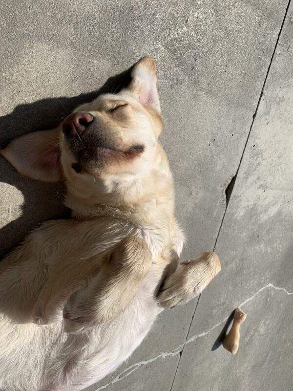 Melvin, a male yellow lab, lays on his back in one of our community run areas after a bath. He sprawls his legs and ears out in the sun as he dries out his wet fur, with his eyes squinted and his lips stretched into a smile.