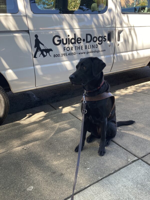 Kendri is sitting on the sidewalk in harness looking to her right. Behind her is a white training van with black Guide Dogs for the Blind lettering on the side door. She appears to be getting ready to start a guidework training exercise.