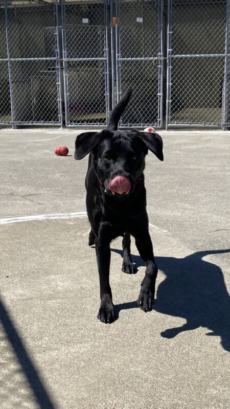 Kendri and in an enclosed play area. She is running toward the camera with her pink tongue extended and licking her nose. She must be anticipating a tasty treat after her prompt recall response.