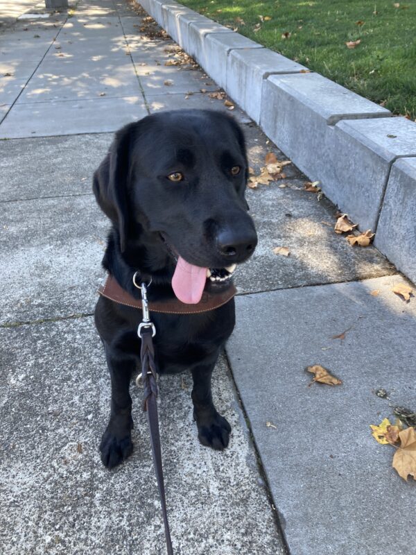 Kelby is sitting on the sidewalk in harness. She just finished a training session, and her pink tongue is hanging out. She is looking forward to a nice cold bowl of water.
