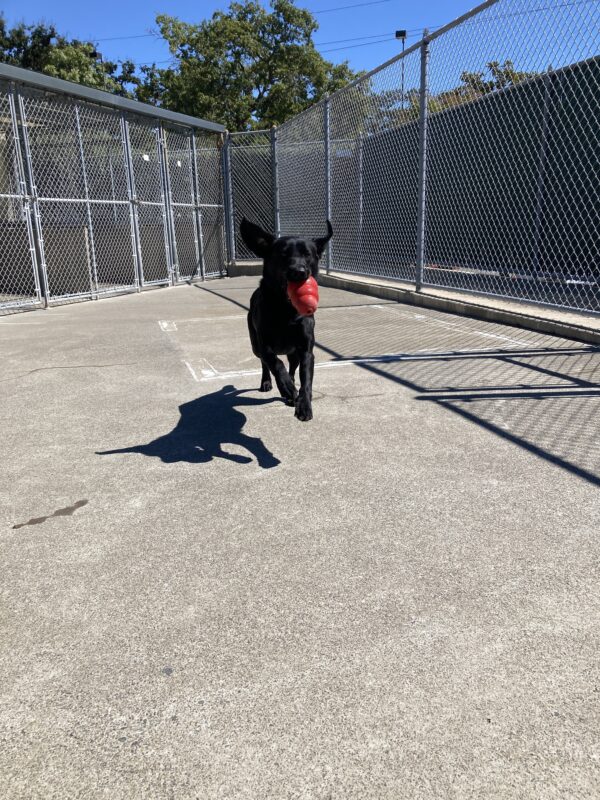 Kelby is in an enclosed play yard. She is running toward the camera with her ear flaps extended upward. She has just chased down a large red Kong and is bringing it back for another toss.