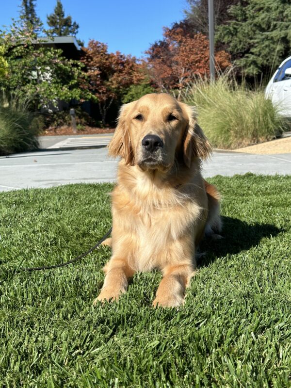 Scully relaxes in the grass. He is looking at the camera.