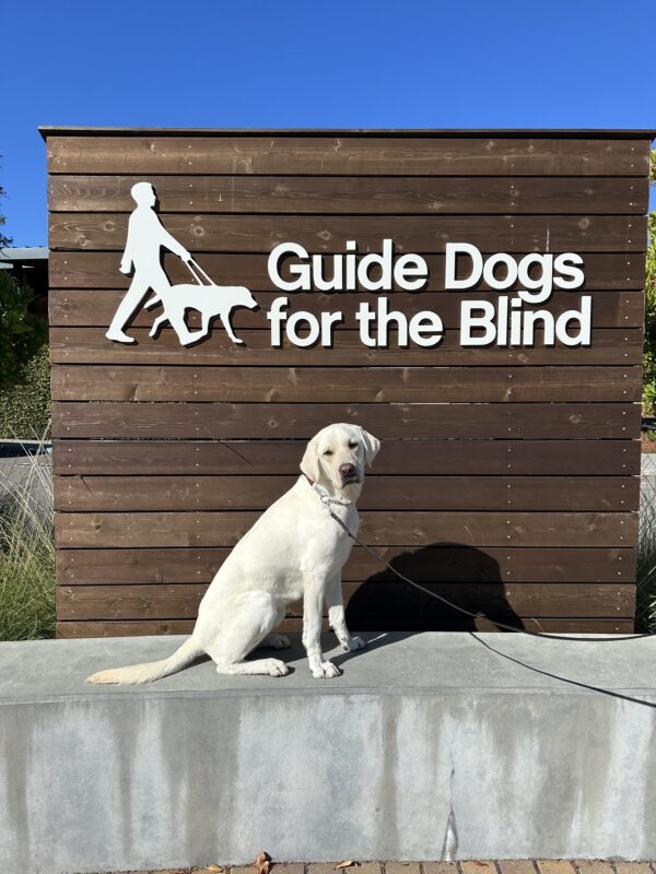 Caper poses in front of a wooden sign bearing Guide Dogs for the Blind's logo. He is sitting on a low wall, looking at the camera. His head is tilted - so cute!