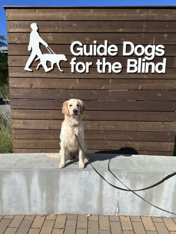 Cassidy poses in front of a wooden sign bearing Guide Dogs for the Blind's logo. She is sitting looking slightly off camera.