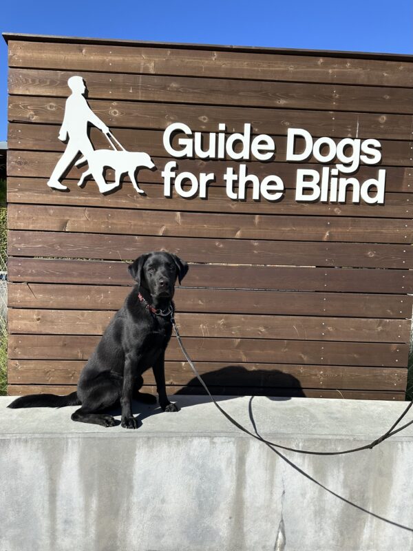 Davey poses in front of a wooden sign bearing Guide Dogs for the Blind's logo. He is looking slightly off camera.
