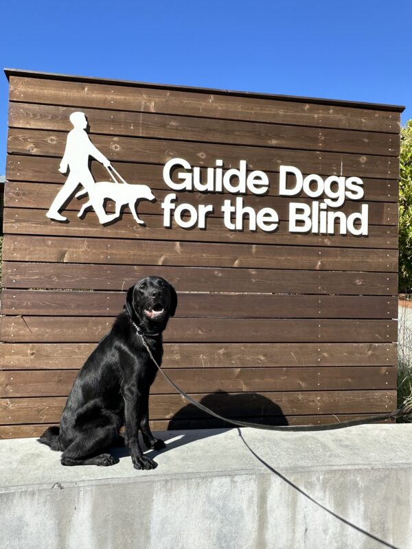 Sweet Gilligan poses in front of a wooden sign bearing Guide Dogs for the Blind's logo. He is sitting looking at the camera.