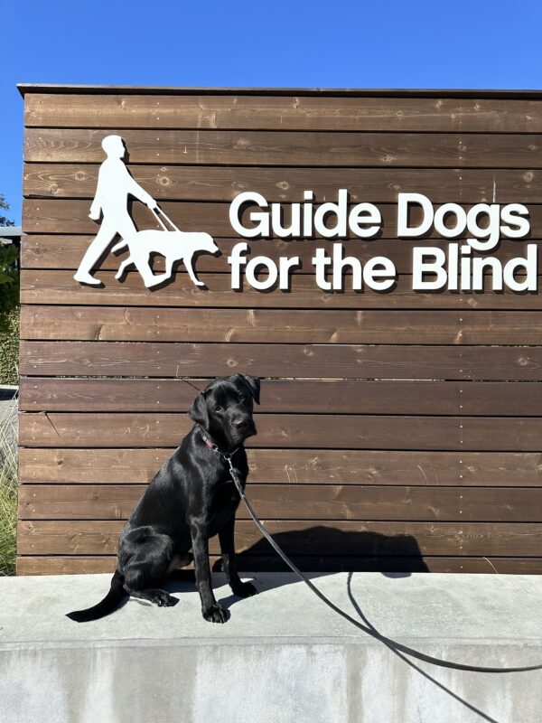 Norris rocks his first pupdate photo with the cutest head tilt. He is sitting on a low wall in front of a sign bearing Guide Dogs for the Blind's logo.