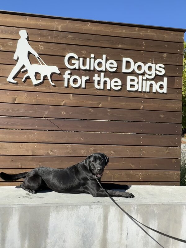 Pecan lounges on a low wall in front of a wooden sign bearing Guide Dogs for the Blind's logo. Her tail is mid wag, captured in mid air!