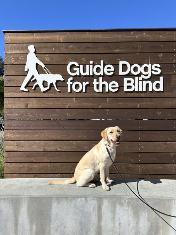 Rivendell poses in front of a wooden sign bearing Guide Dogs for the Blind's logo. She is sitting looking off camera. Her mouth is open and she has a relaxed look on her face.