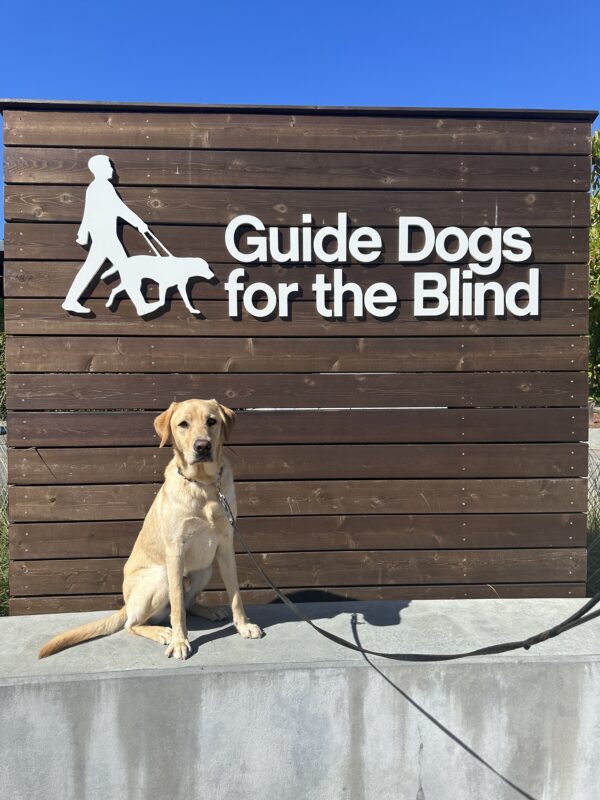 Timber poses in front of a wooden sign bearing Guide Dogs for the Blind's logo. He is sitting looking at the camera.
