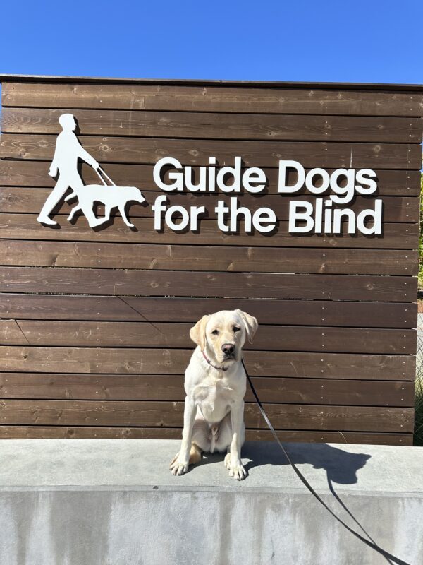 Vinny poses in front of a sign bearing Guide Dogs for the Blind's logo. He is looking at the camera with the tiniest adorable head tilt.