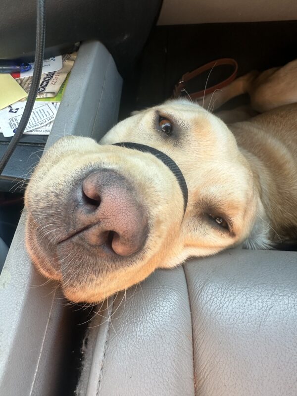 <p>A close-up of Dara's face as she lays in the front seat footwell in her foster's vehicle. She is wearing a black Gentle Leader and gazing into the camera with a relaxed expression on her face.</p>